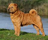 Shar Pei 9Y202D-026